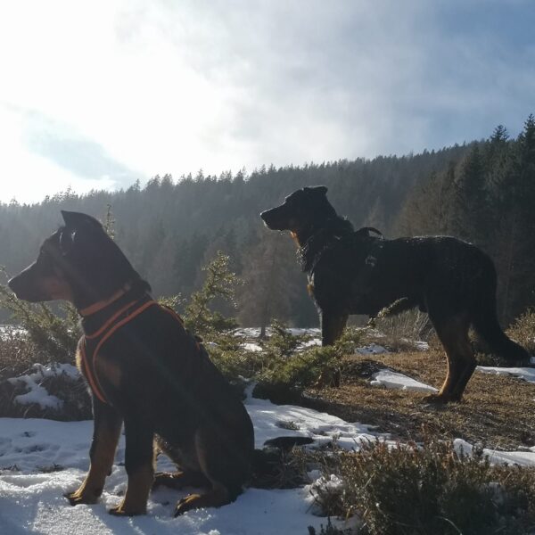 Hundewalk Hunde in der Sonne
